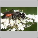 Arachnospila anceps - Wegwespe w001a 8mm - OS-Wallenhorst-Sandgrube-det.jpg